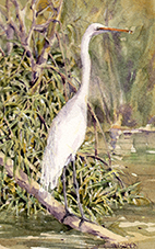 Great Egret